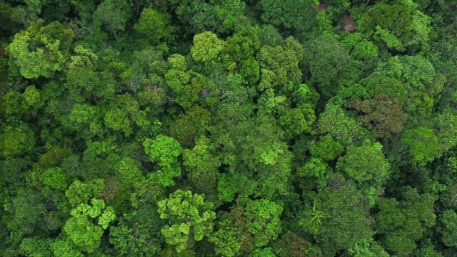 GIF - before and after a rainforest is cut down for palm oil