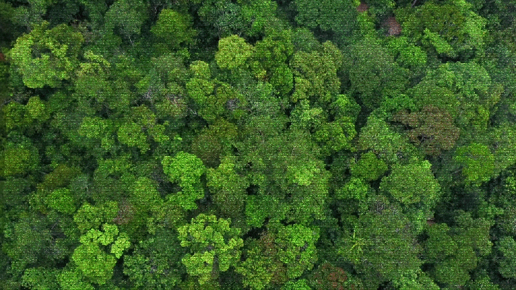 GIF - before and after a rainforest is cut down for palm oil