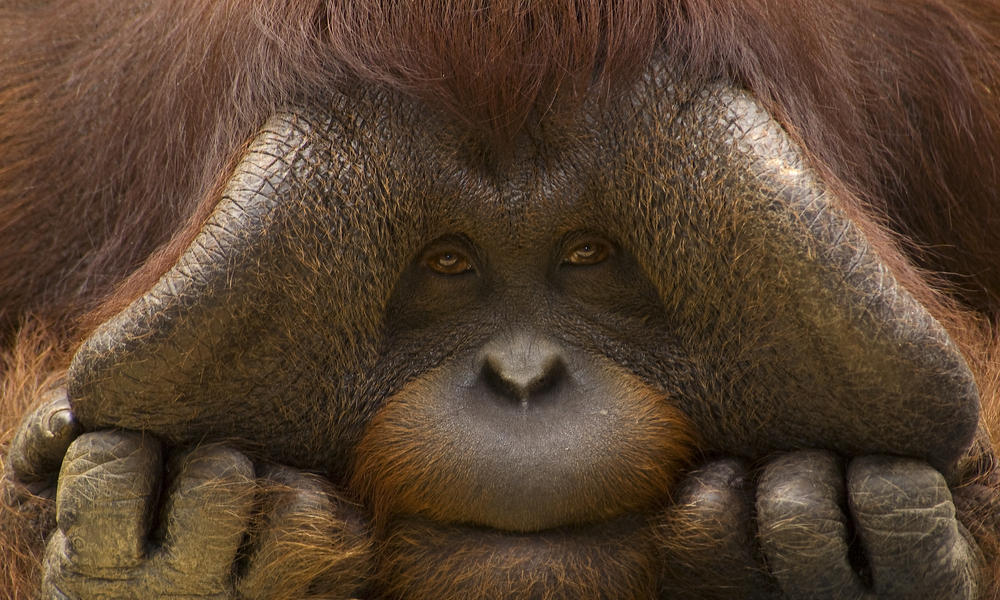 Close up face portrait of male orangutan (Pongo pygmaeus)