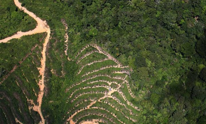 Palm oil destroys the biodiversity of rainforests and is killing hundreds of endangered species