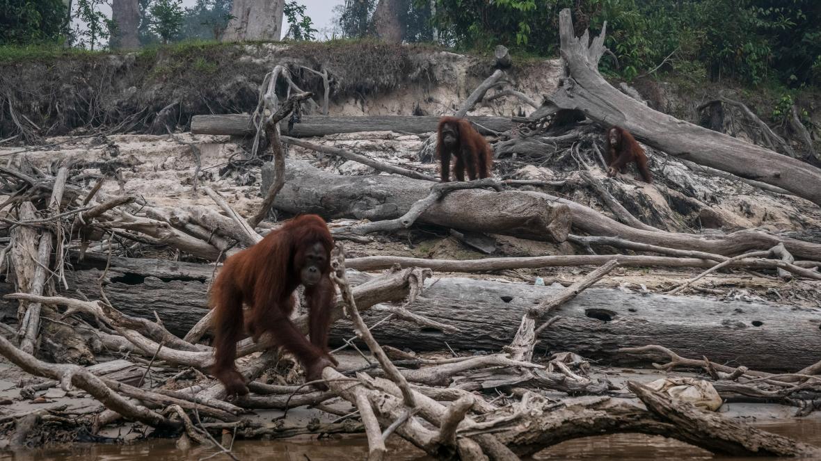 Orangutans struggle in amongst a cut down rainforest