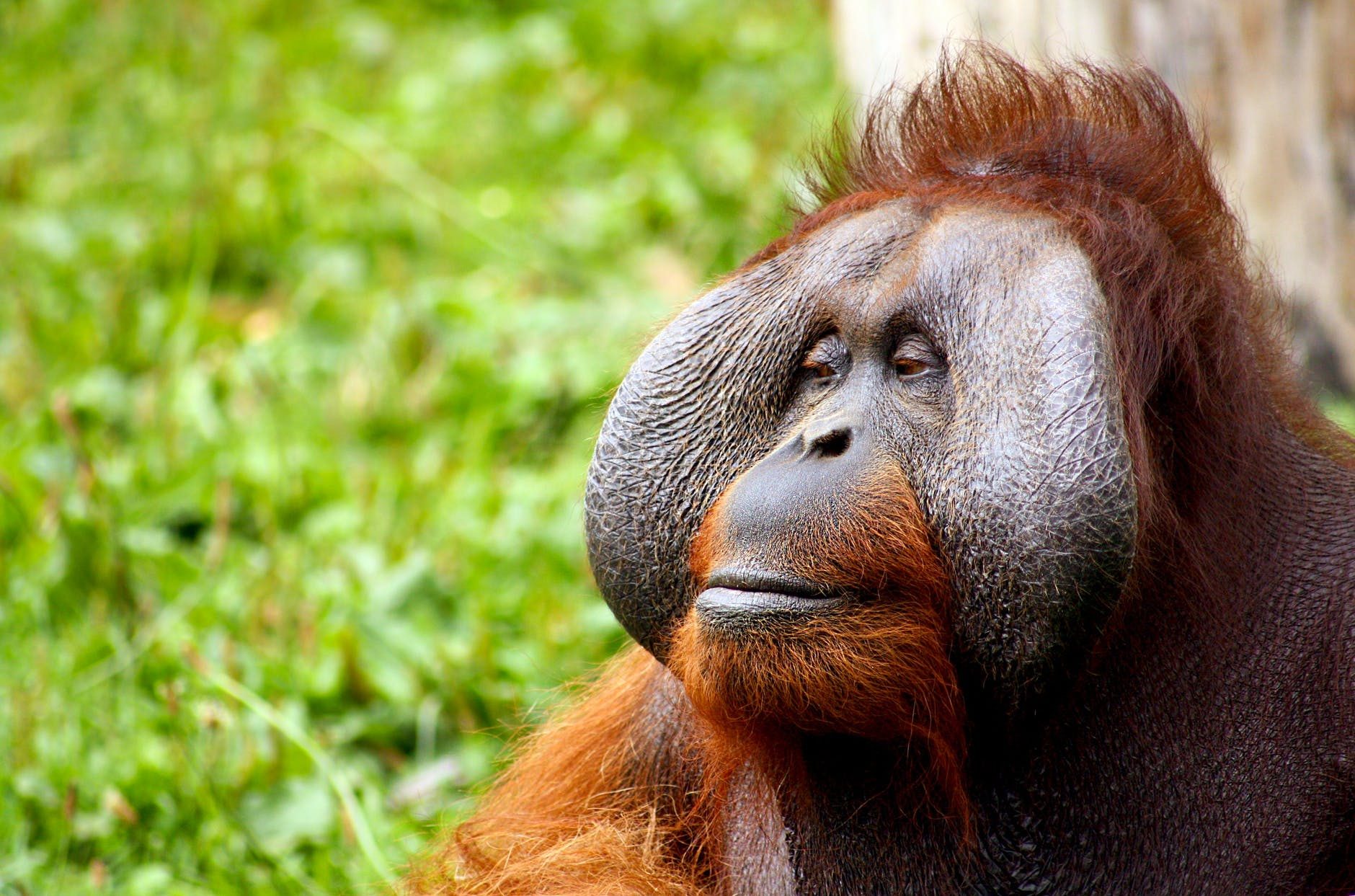 Orangutan contemplative look