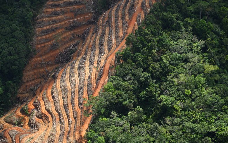 Palm oil logging in Indonesia