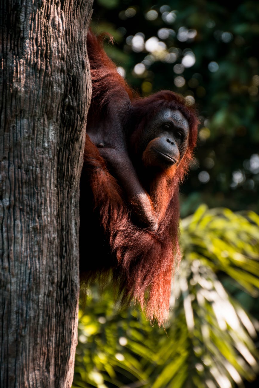 Orangutan looking down from tree