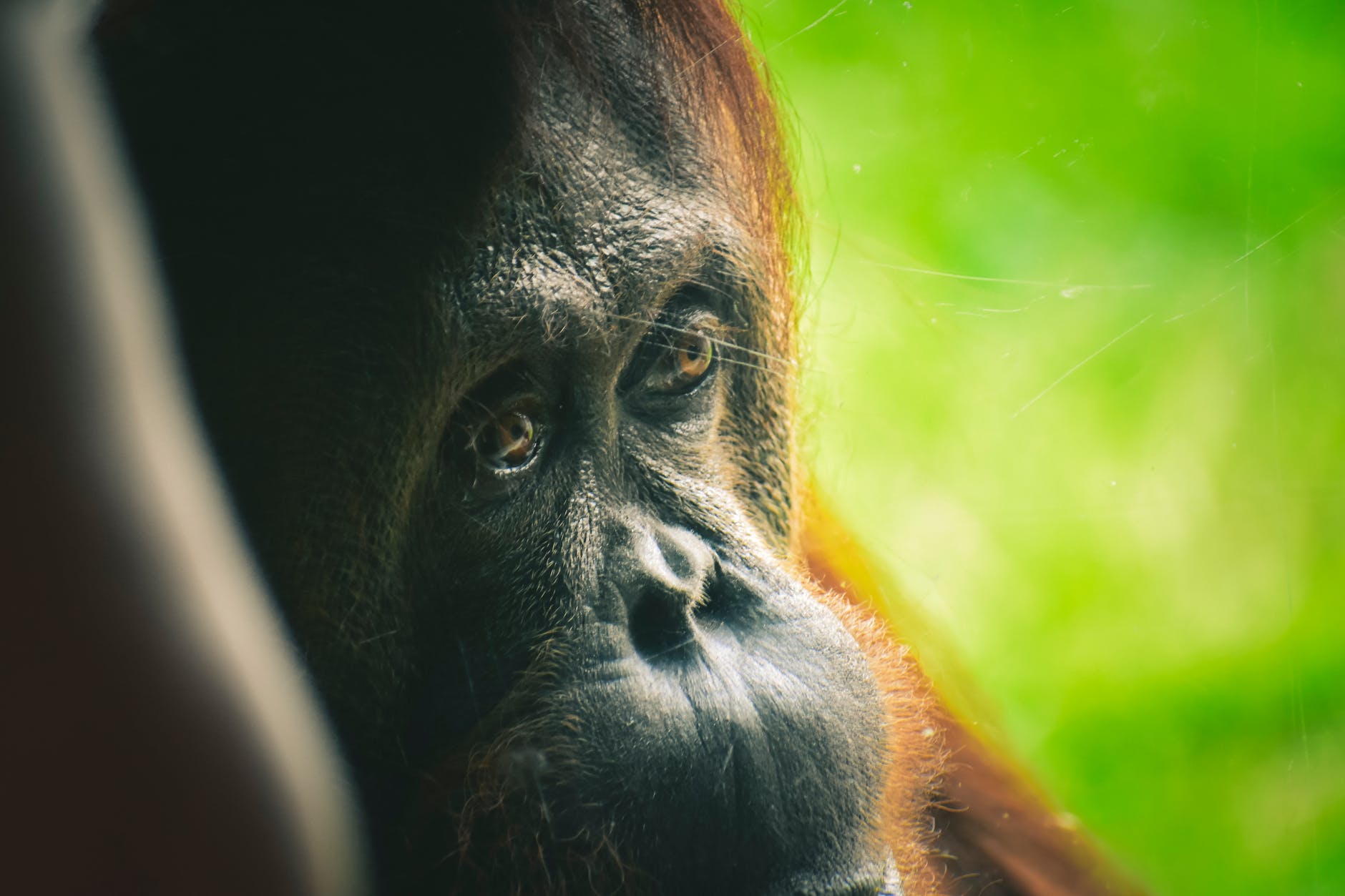 Orangutan face up close
