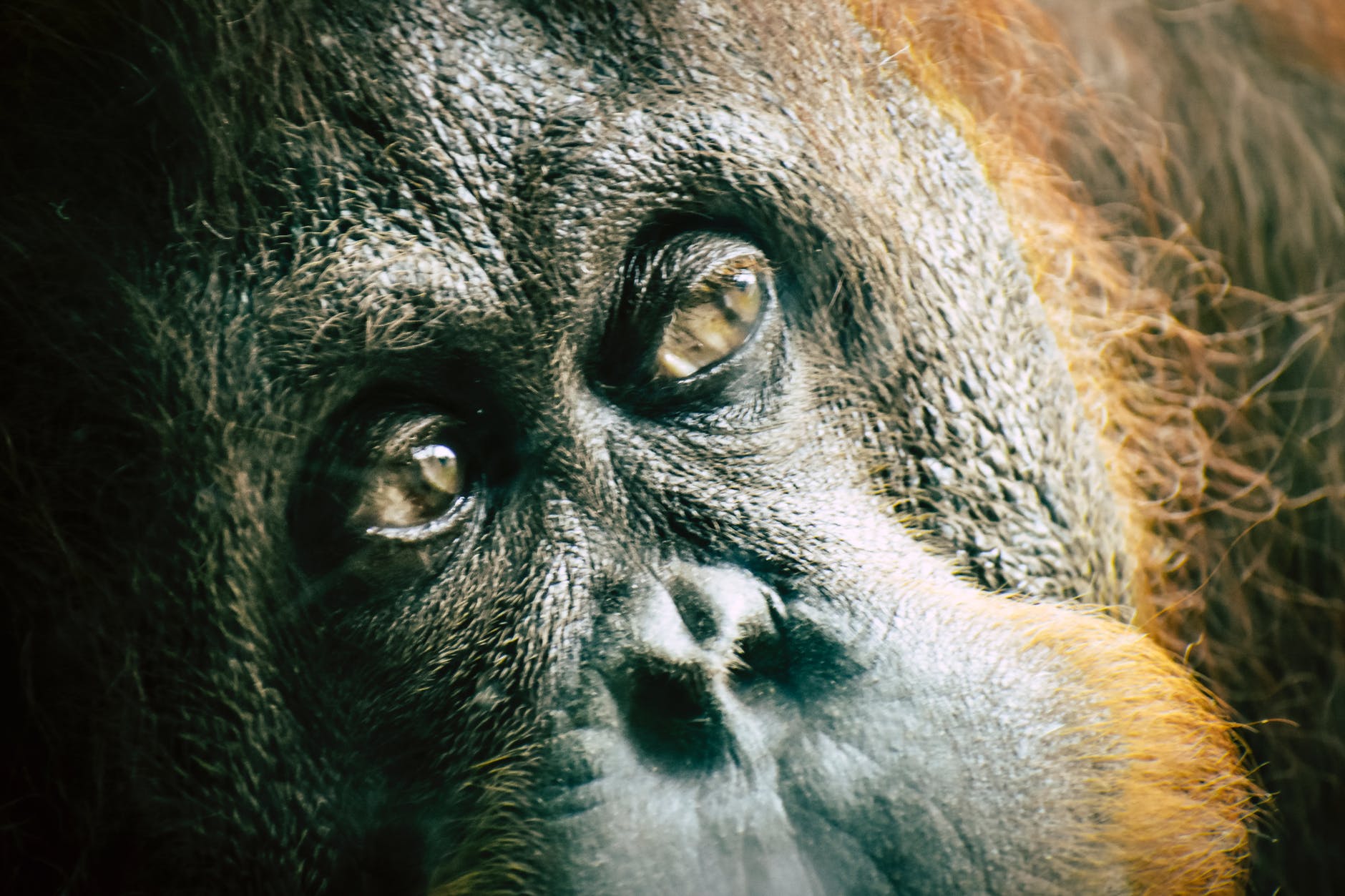 Orangutan face up close