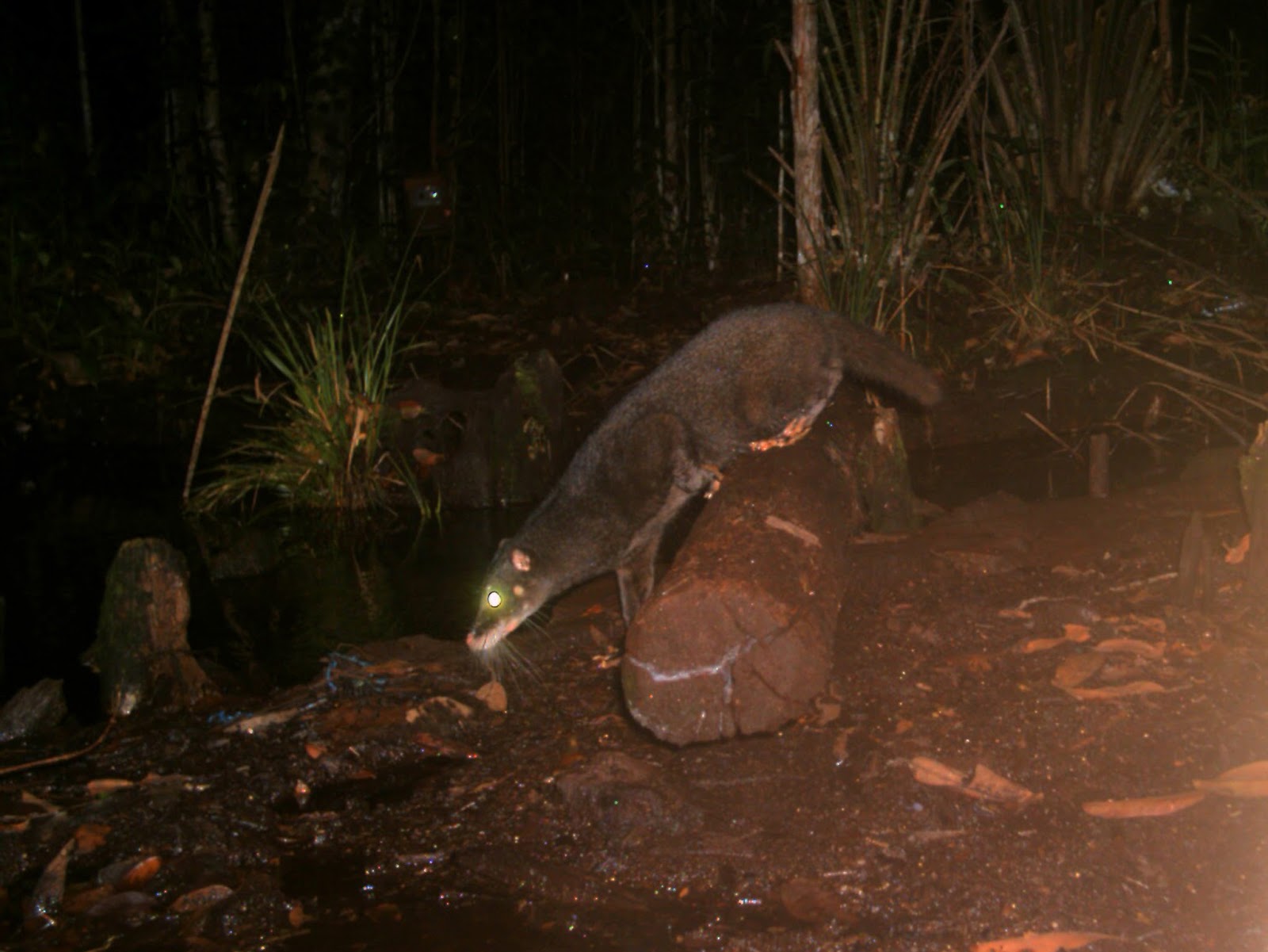 Otter Civet Cynogale bennettii