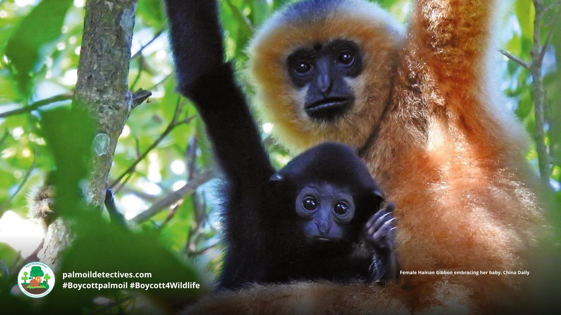 Hainan Gibbon Facts and Threats in China Palm Oil Detectives