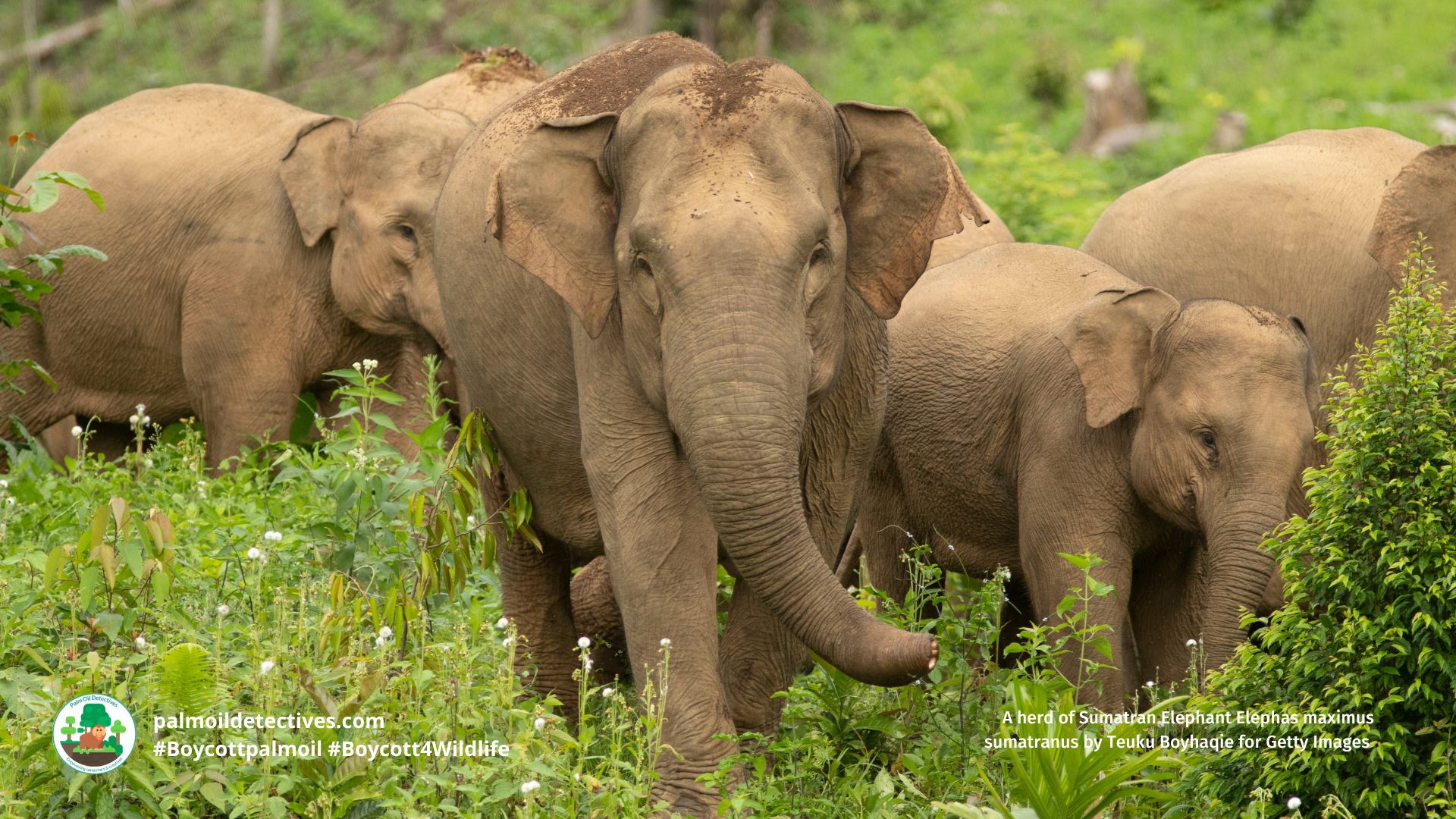 A herd of Sumatran Elephant Elephas maximus sumatranus by Teuku Boyhaqie for Getty Images (2)
