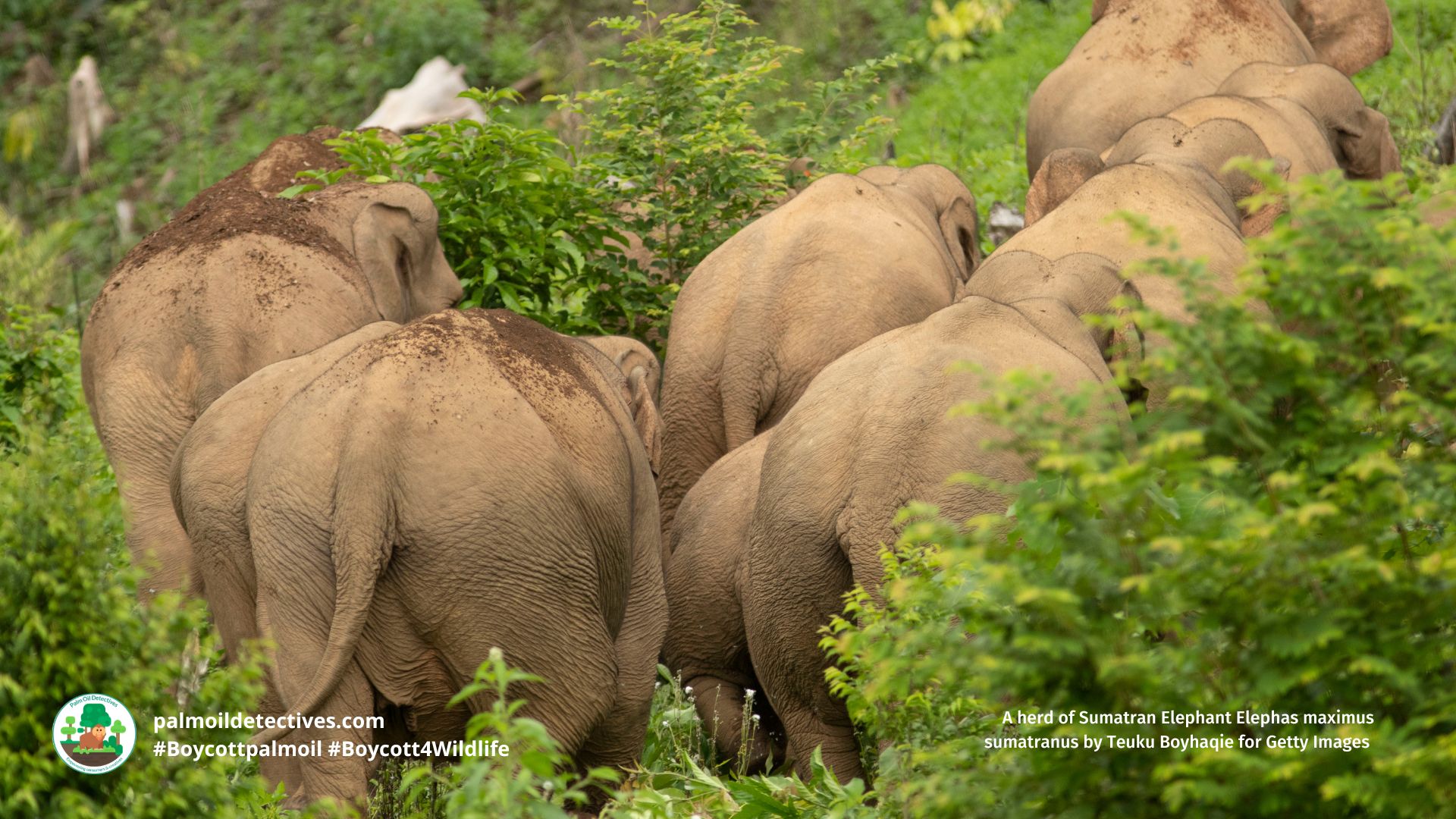 A herd of Sumatran Elephant Elephas maximus sumatranus by Teuku Boyhaqie for Getty Images