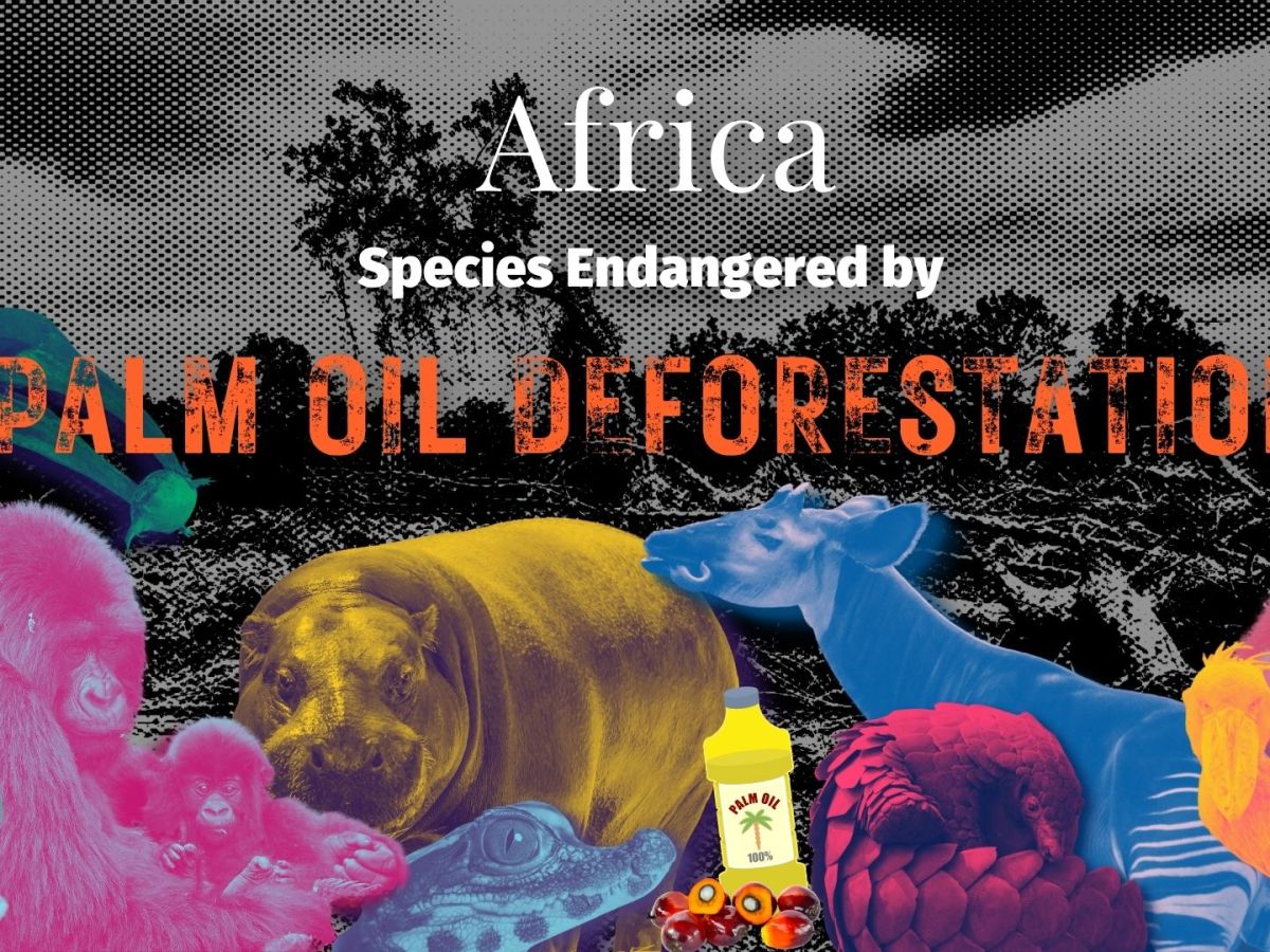 Africa: Species Endangered by Palm Oil&nbsp;Deforestation