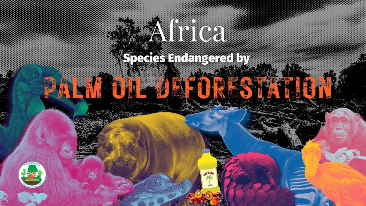 Africa: Species Endangered by Palm Oil&nbsp;Deforestation