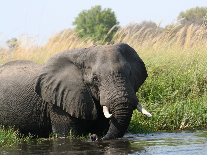 African Elephant Loxodonta africana