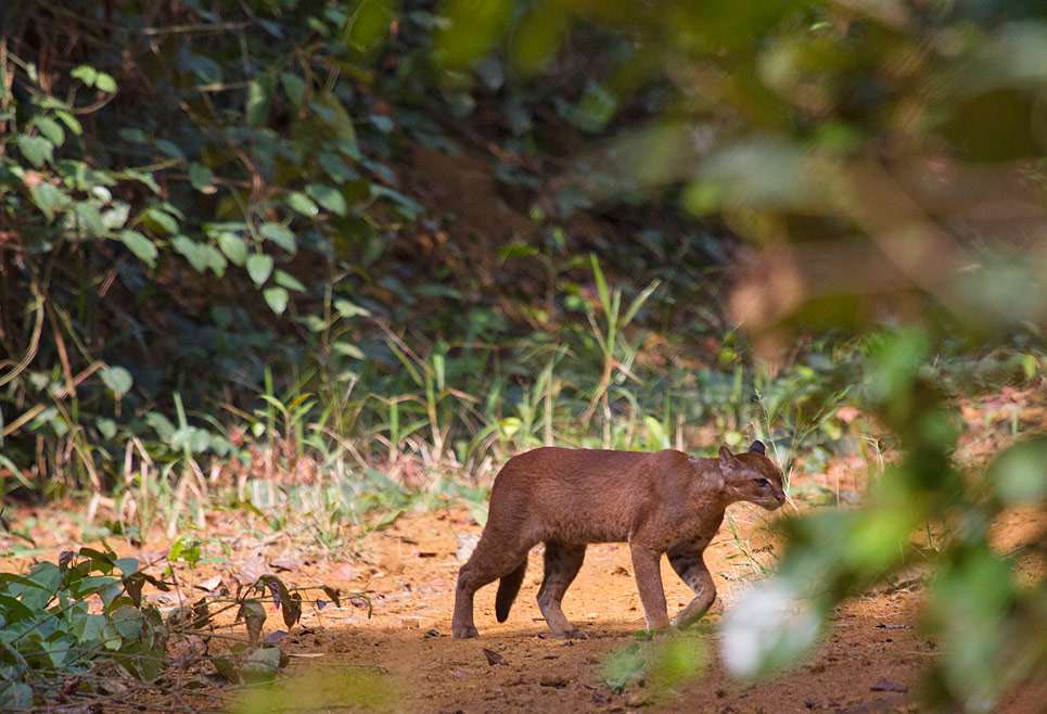 African Golden Cat Caracal aurata