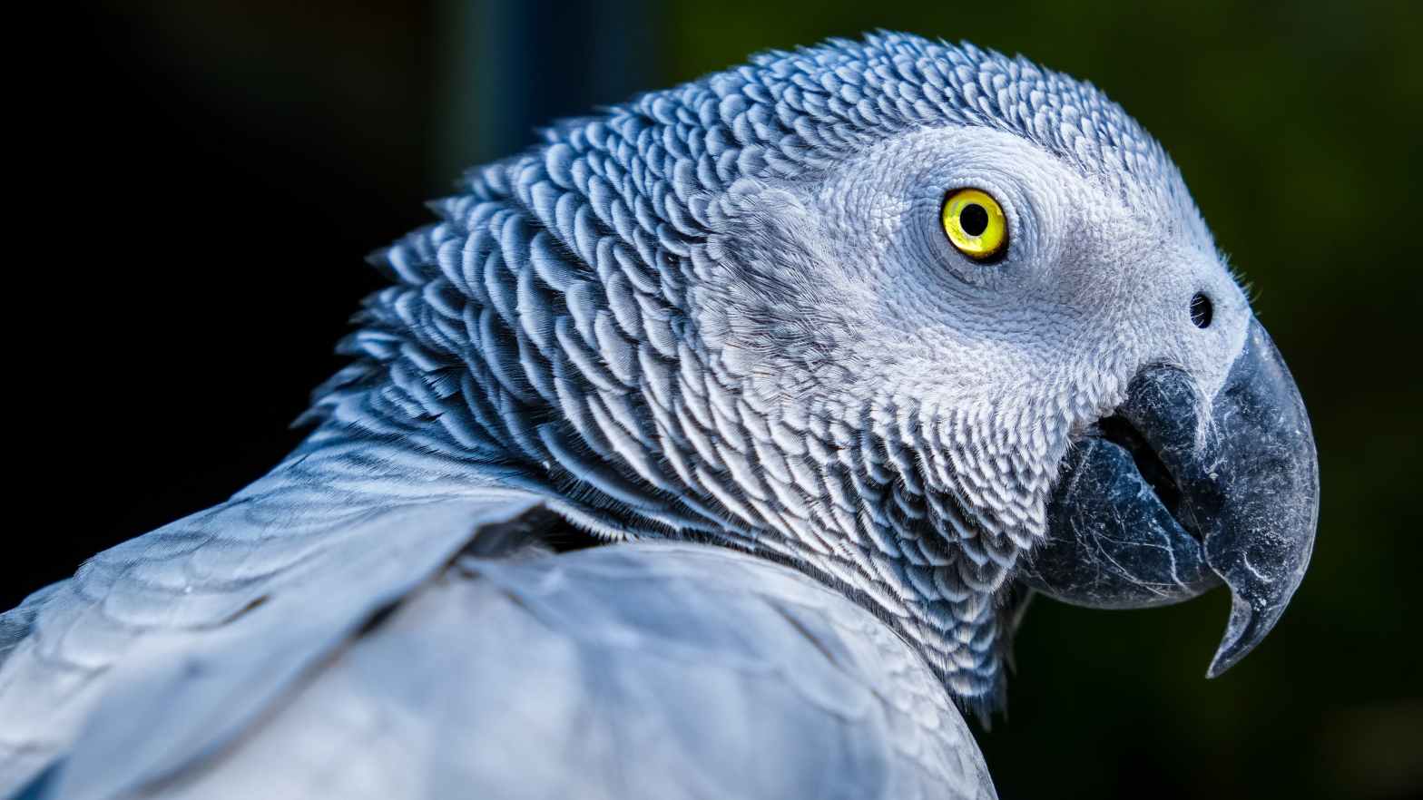 African Grey Parrot Psittacus erithacus