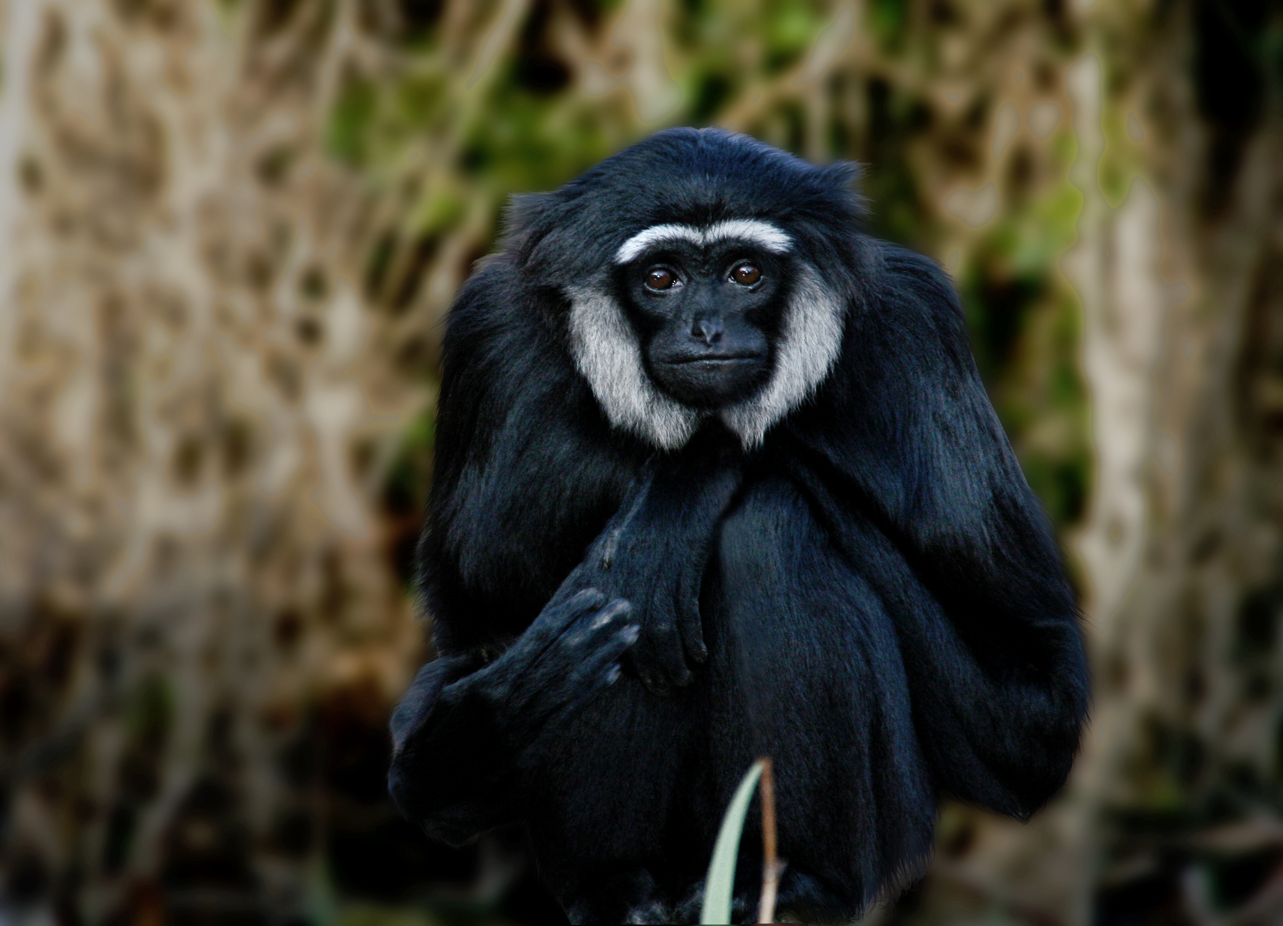 Agile Gibbon Hylobates agilis