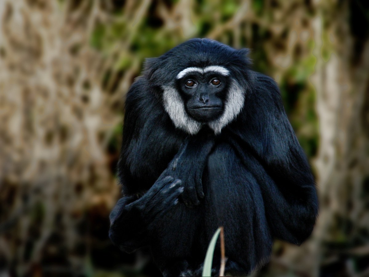 Agile Gibbon Hylobates&nbsp;agilis