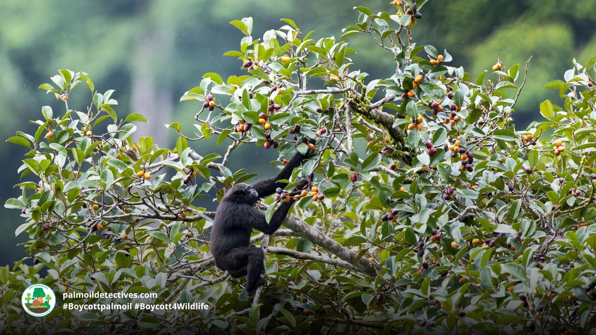 Agile Gibbon Hylobates agilis - Asia 2 (2)