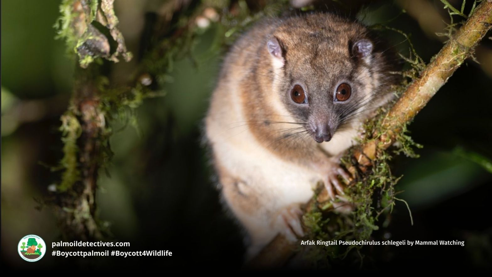 Arfak Ringtail Pseudochirulus schlegeli by Mammal Watching