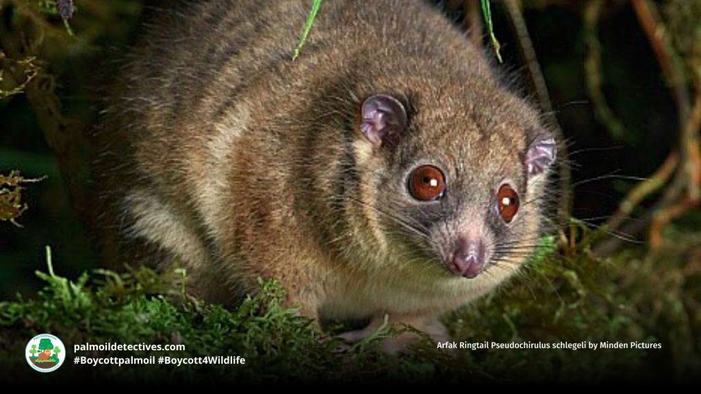 Arfak Ringtail Pseudochirulus schlegeli by Minden Pictures
