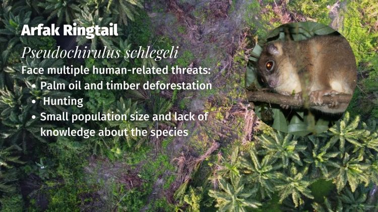 Arfak Ringtail Pseudochirulus schlegeli threats