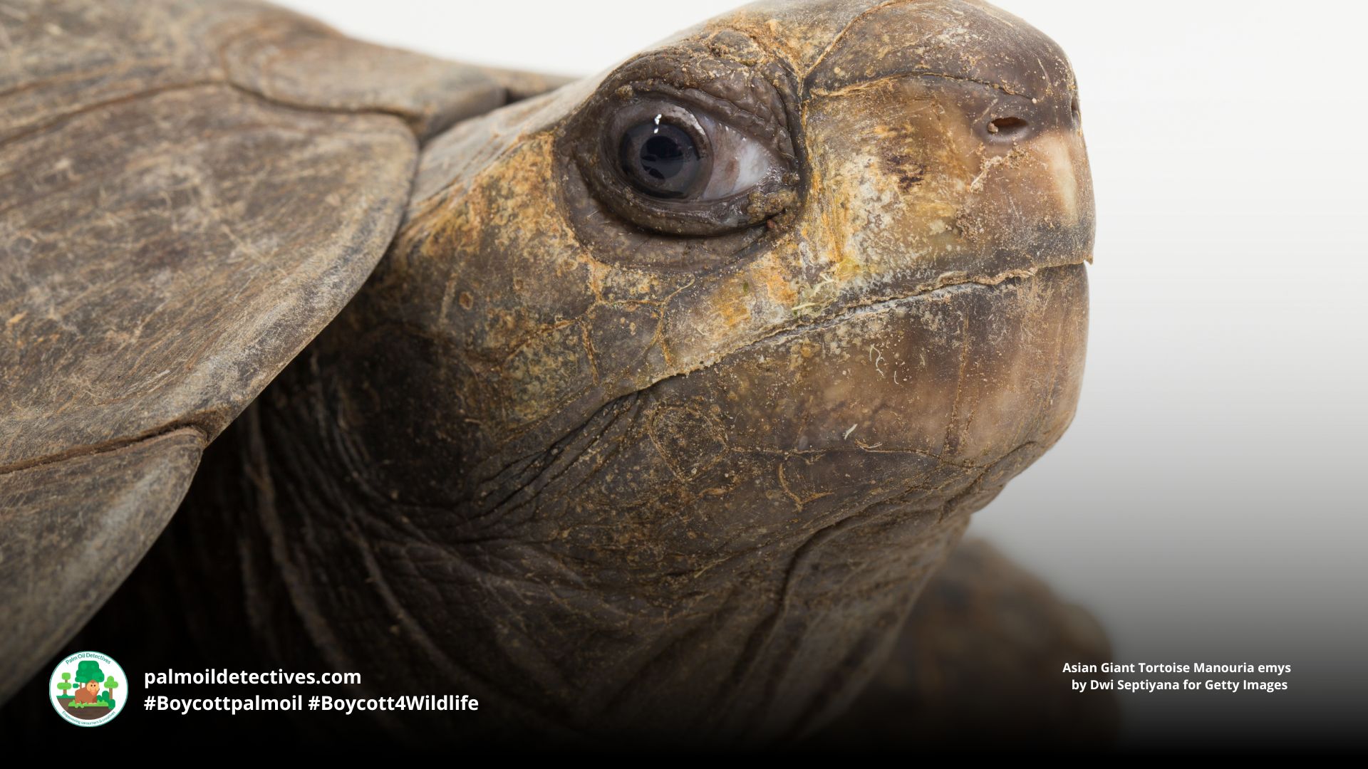Asian Giant Tortoise Manouria emys