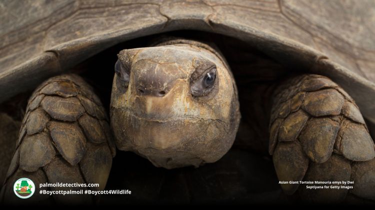 Asian Giant Tortoise Manouria emys