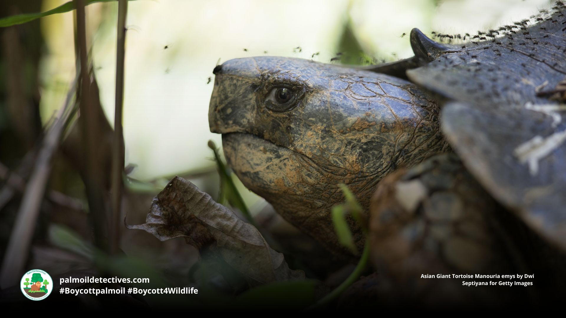 Asian Giant Tortoise Manouria emys