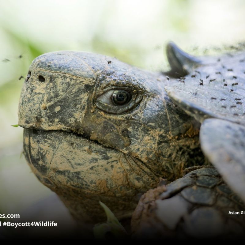 Asian Giant Tortoise Manouria&nbsp;emys