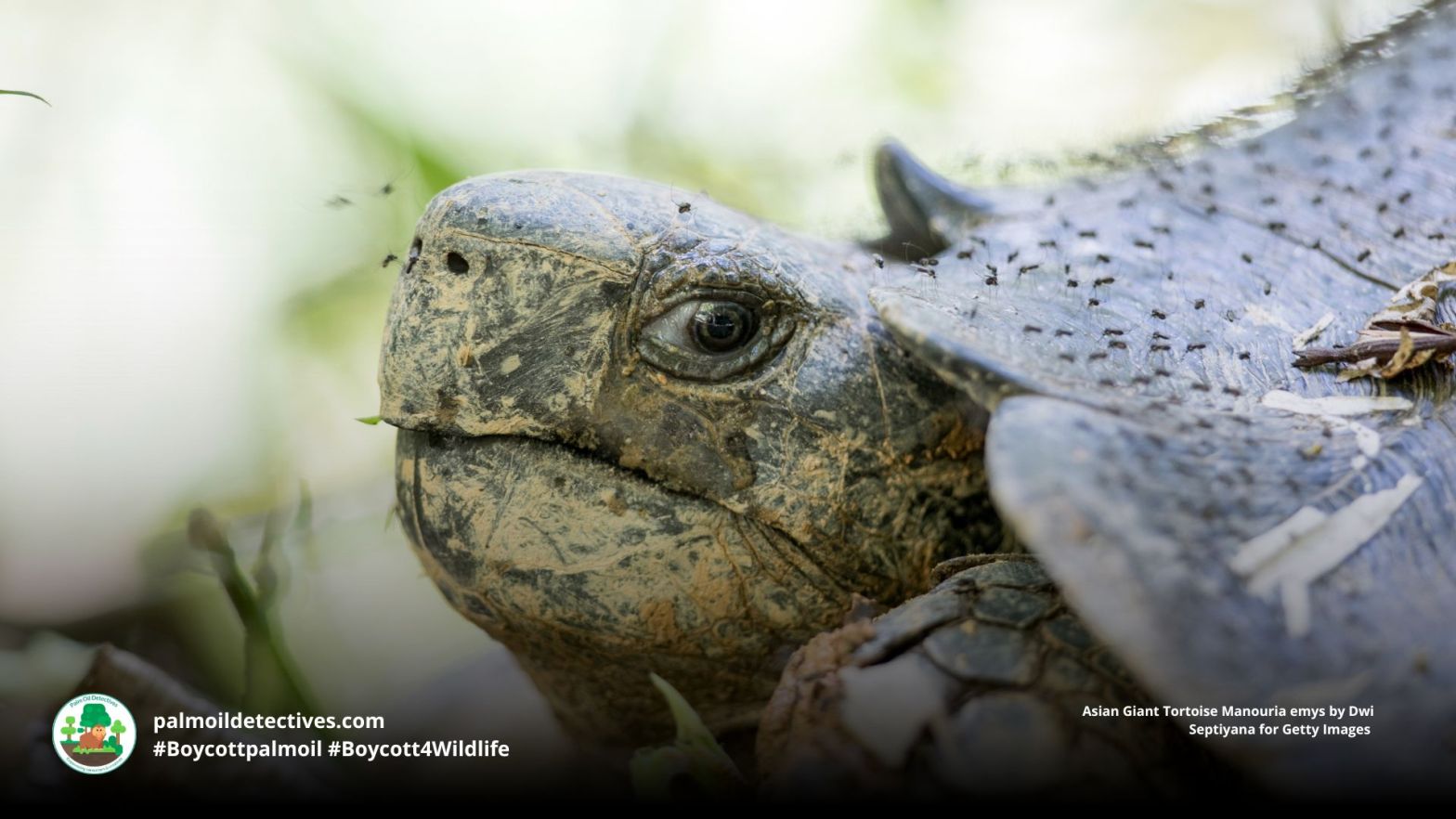 Asian Giant Tortoise Manouria emys