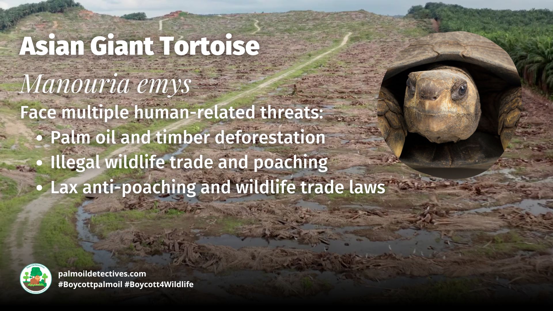 Asian Giant Tortoise Manouria emys threats