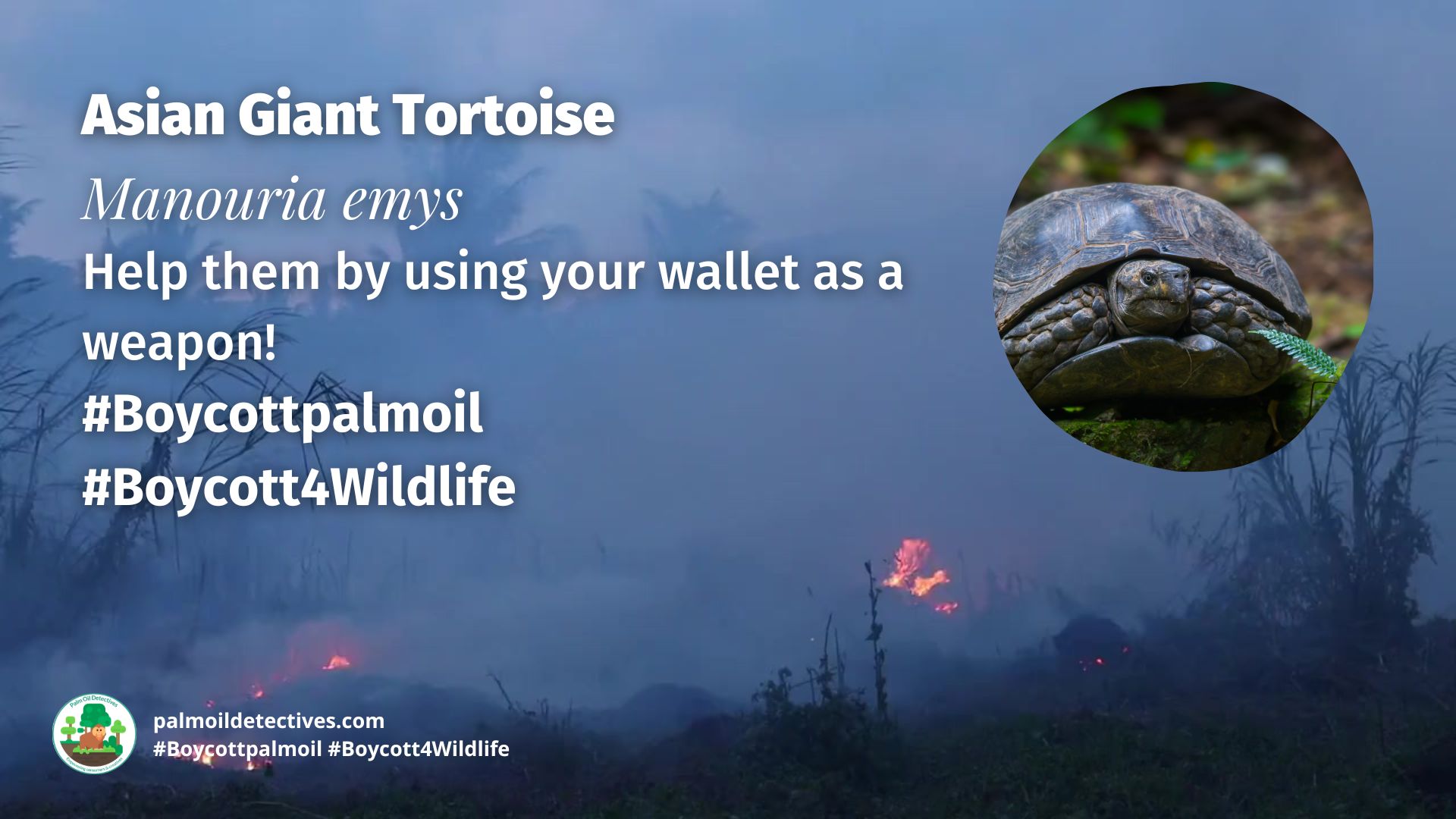 Asian Giant Tortoise Manouria emys