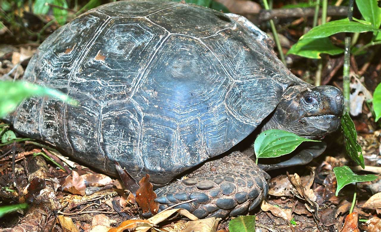 Giant Asian Forest Tortoise, Manouria emys
