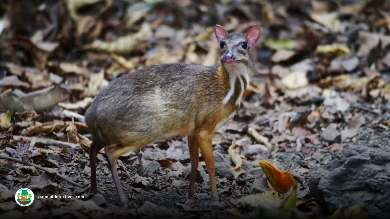 Balabac Mouse Deer Tragulus nigricans