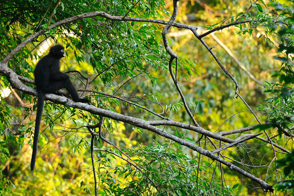The banded surili (Presbytis femoralis), also known as the banded langur