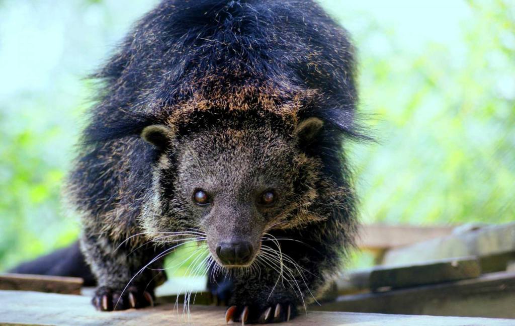 Binturong Arctictis binturong