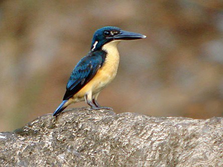 Bismarck Kingfisher Ceyx websteri