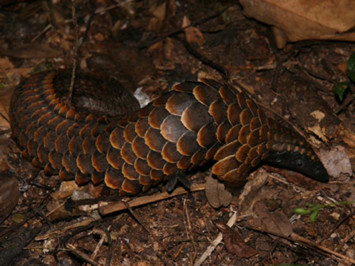 Black-bellied Pangolin Phataginus tetradactyla