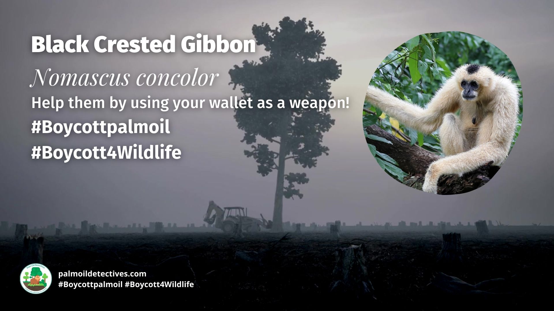 Black Crested Gibbon Nomascus concolor boycott