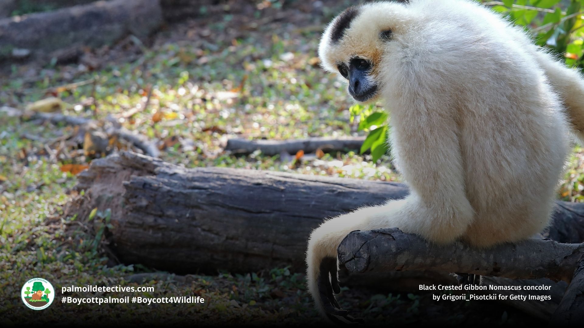 Black Crested Gibbon Nomascus concolor