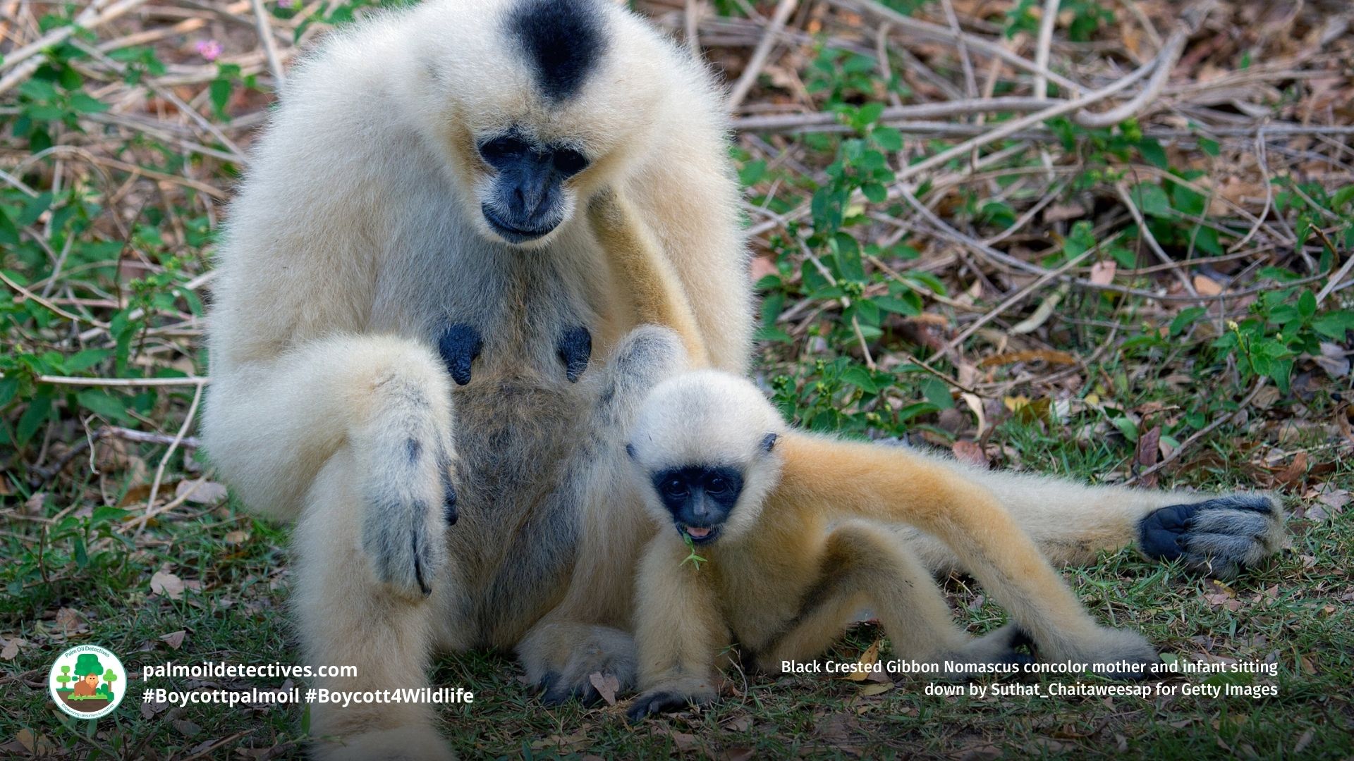 Black Crested Gibbon Nomascus concolor