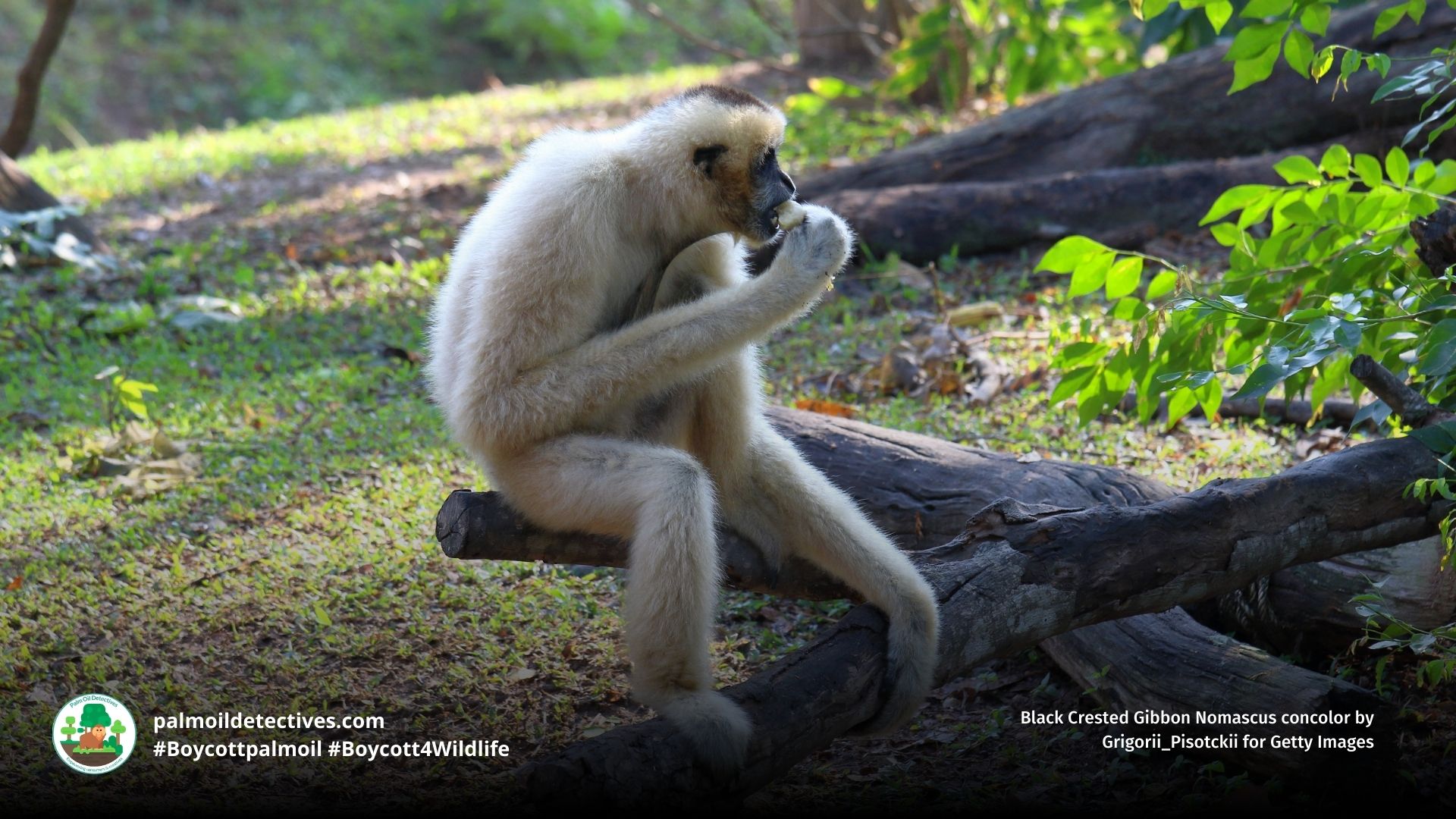 Black Crested Gibbon Nomascus concolor