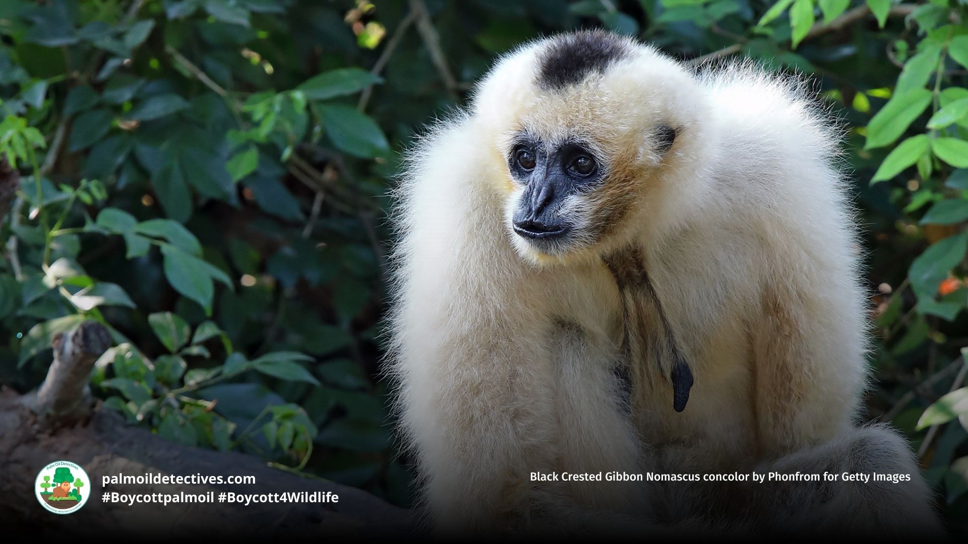 Black Crested Gibbon Nomascus concolor