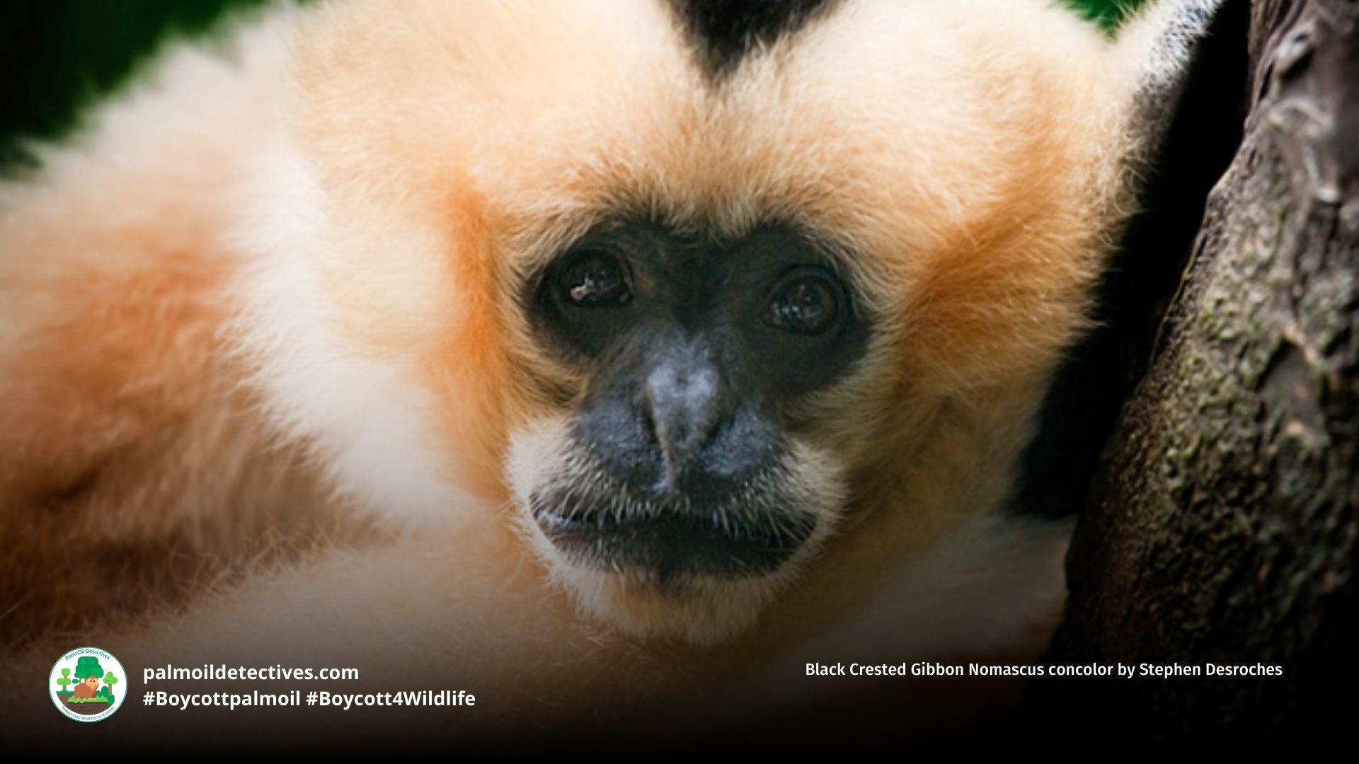 Black Crested Gibbon Nomascus concolor