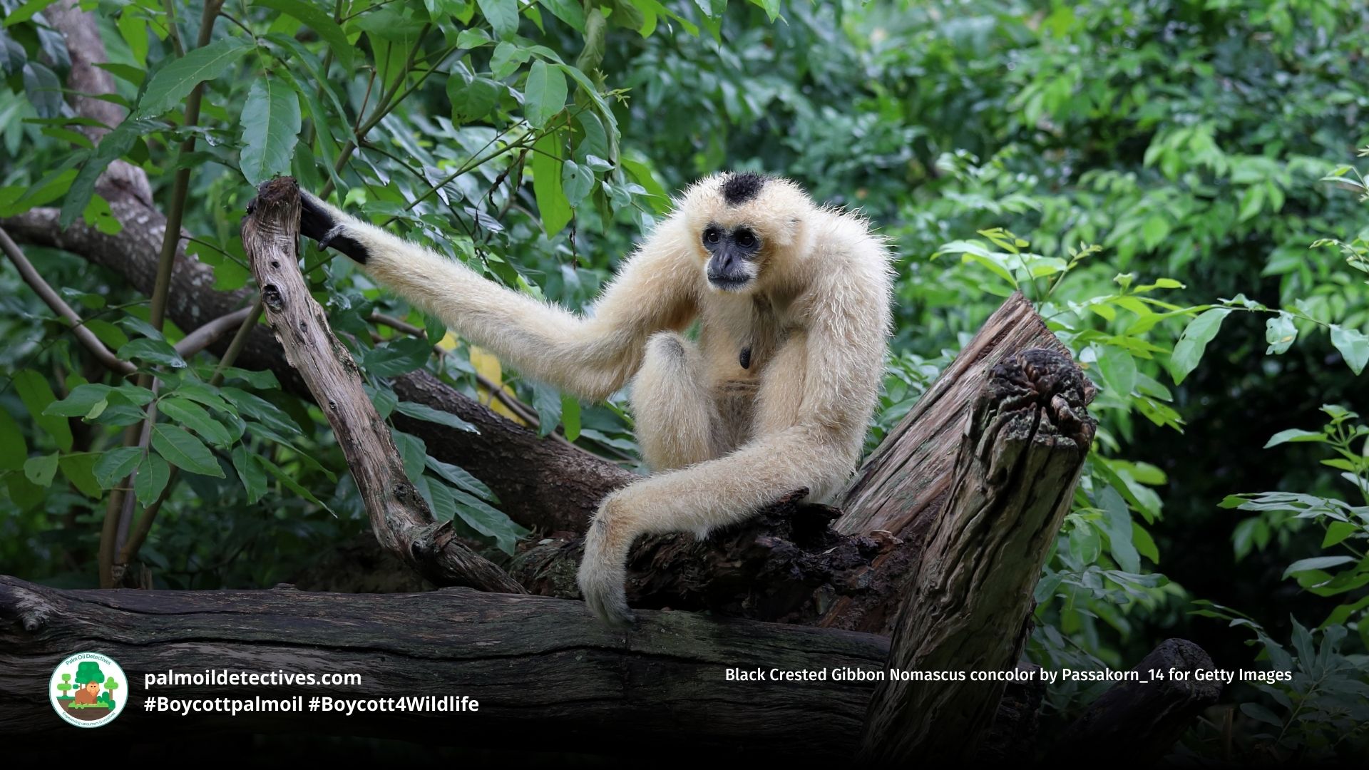 Black Crested Gibbon Nomascus concolor