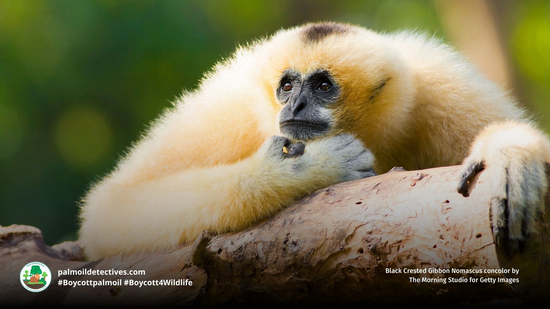 Black Crested Gibbon Nomascus concolor