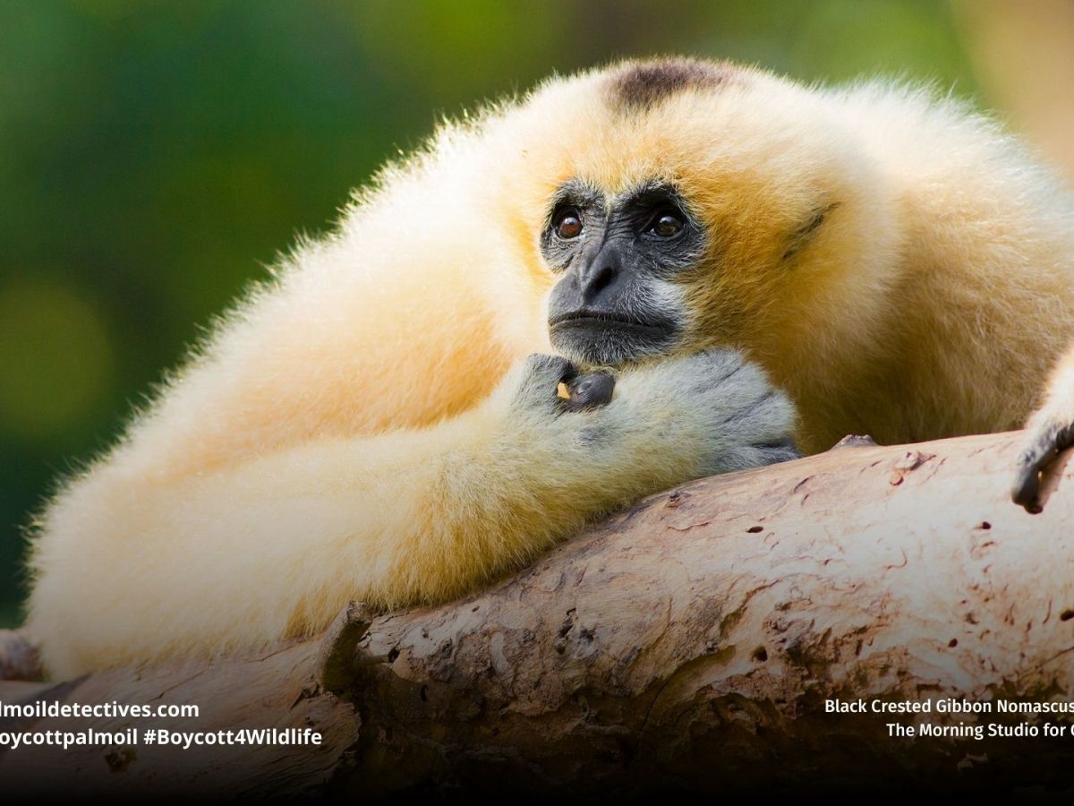 Black Crested Gibbon Nomascus&nbsp;concolor