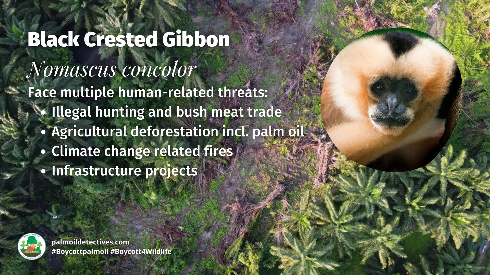 Black Crested Gibbon Nomascus concolor