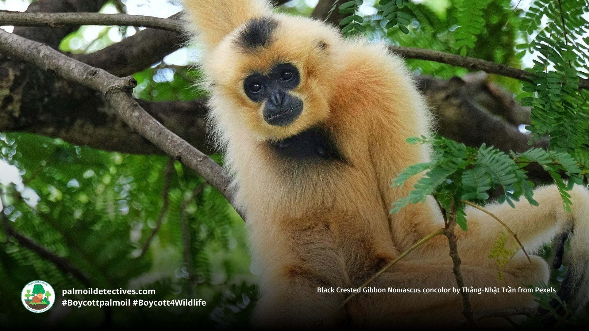 Black Crested Gibbon Nomascus concolor