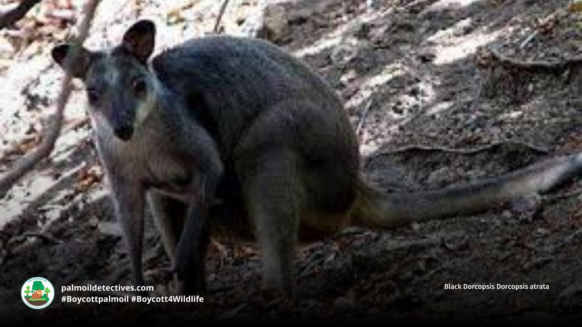 Black Dorcopsis Dorcopsis atrata
